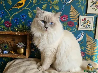 Ragdoll cats Highly Experienced Stunning Lilac Ragdoll Stud - Advert 1