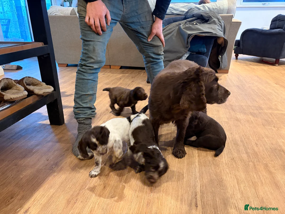 Cocker Spaniel dogs for sale: Working Coker spaniel boy  - Advert 4