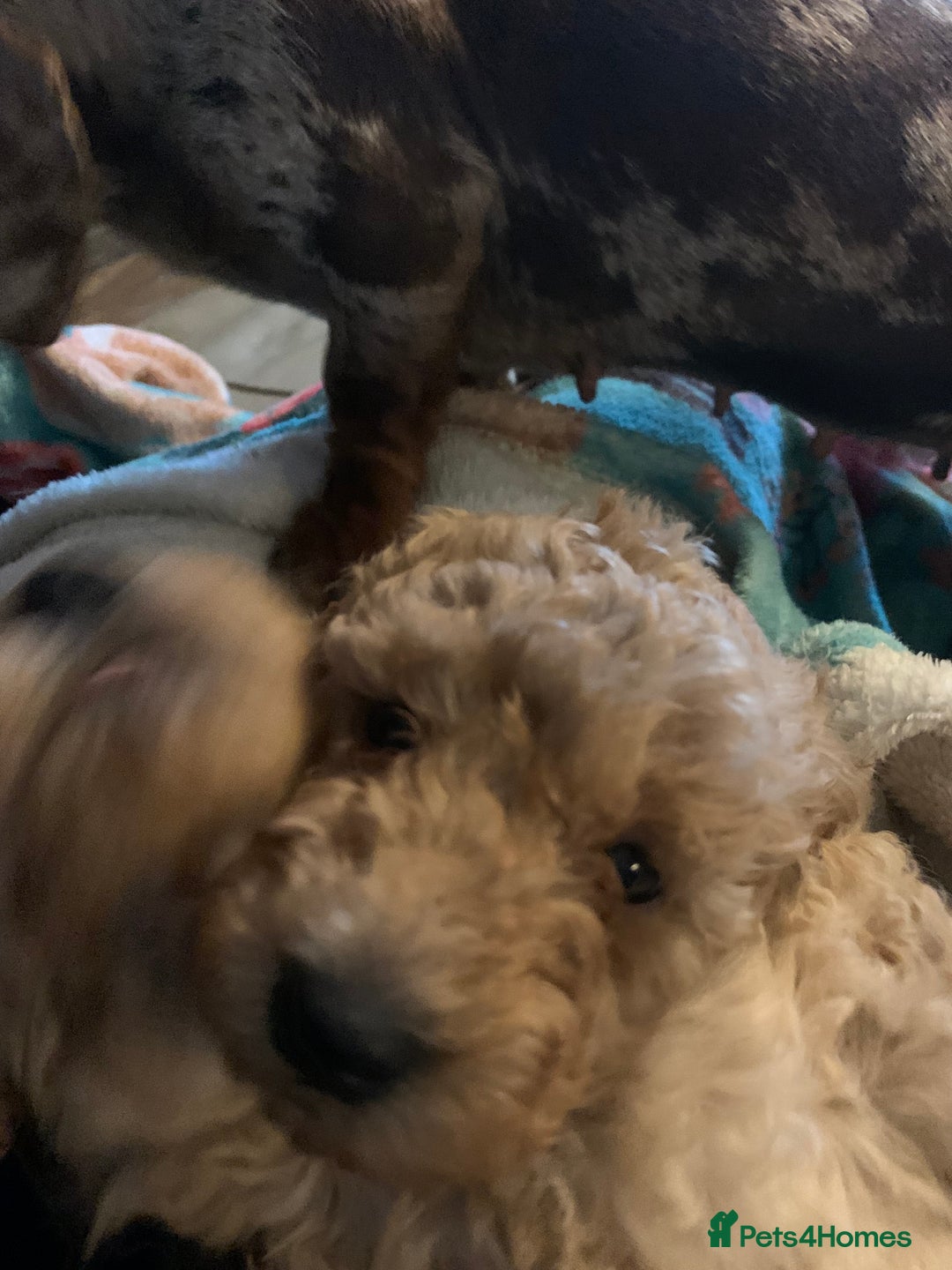 Miniature Poodle dogs for sale: REDUCED Mini poodle pups - Image 10