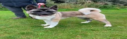 Akita dogs for adoption: Sapphire - Advert 4
