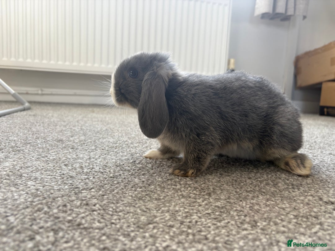 Mini Lop rabbits for sale: Mini Lops - Image 10