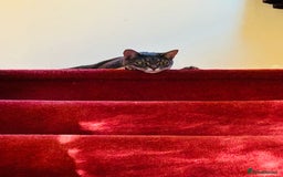 Bengal cats for sale: With a heavy heart, I am rehoming Luna - Image 6