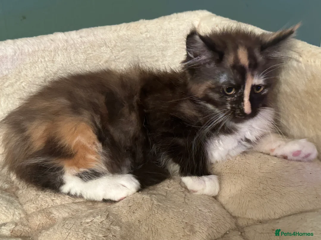 Maine Coon cats for sale: Tica Registered  Maine Coon Girl - Advert 14