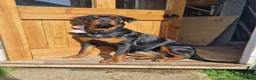 Rottweiler dogs for sale: Four Beautiful Chunky Rottweiler Puppies! - Advert 5