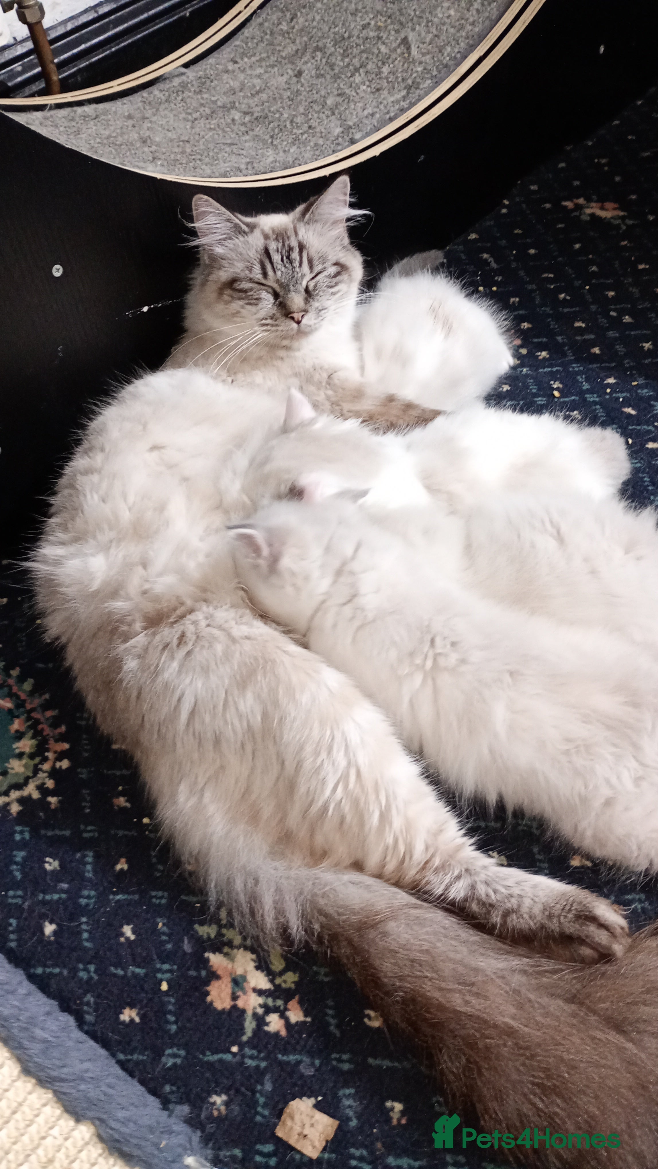 Ragdoll cats Beautiful full ragdoll kittens £695 - Advert 2