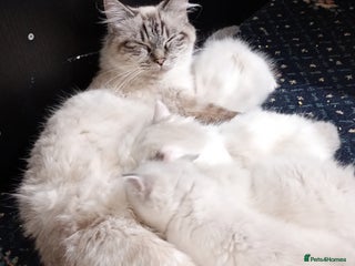 Ragdoll cats Beautiful full ragdoll kittens £695 - Advert 2