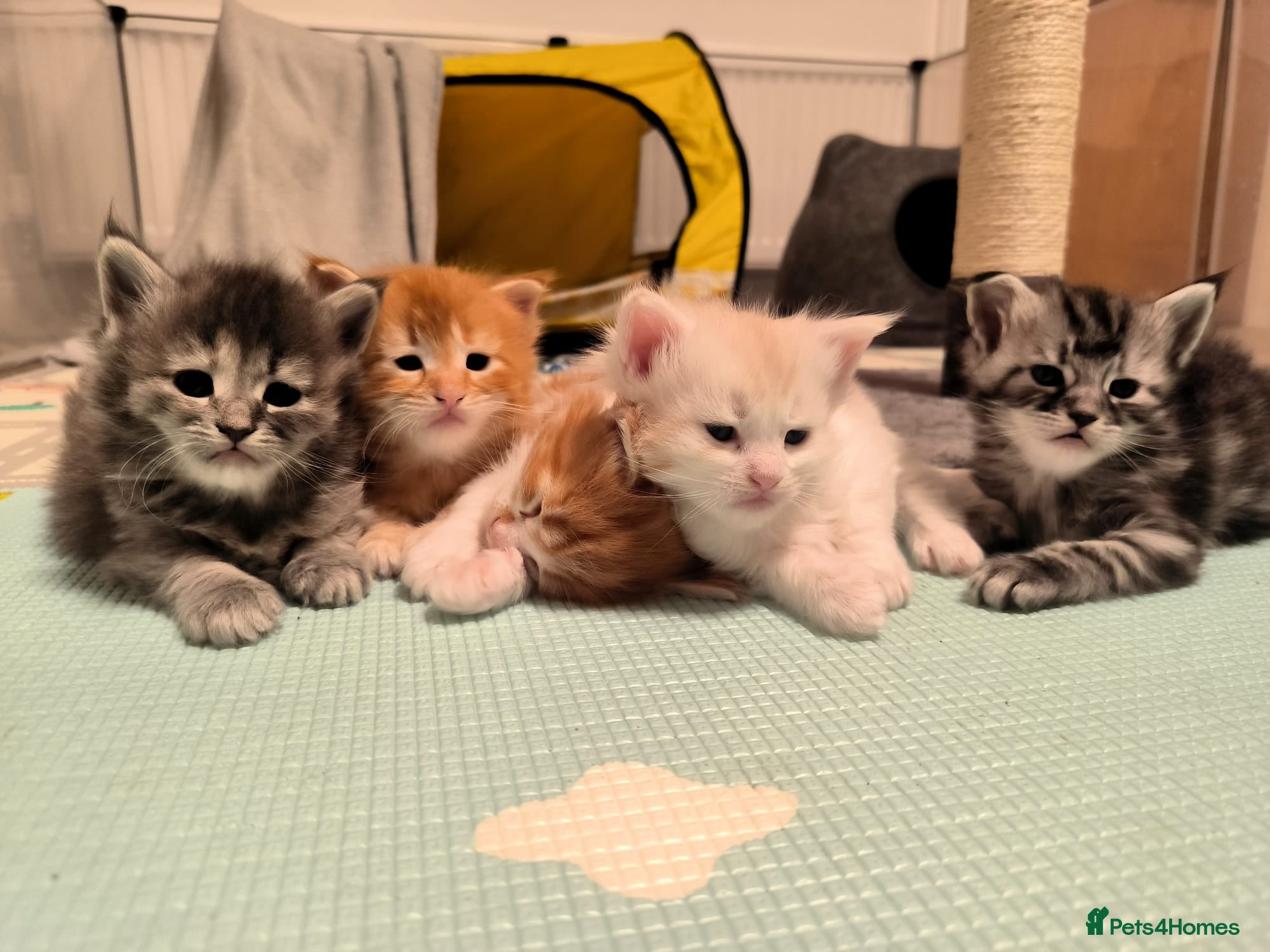 Maine Coon cats Maine coon mix kittens last girl available  - Advert 15
