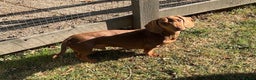 Miniature Dachshund dogs for stud: Teddy - Choc & Tan Proven Stud - Advert 5