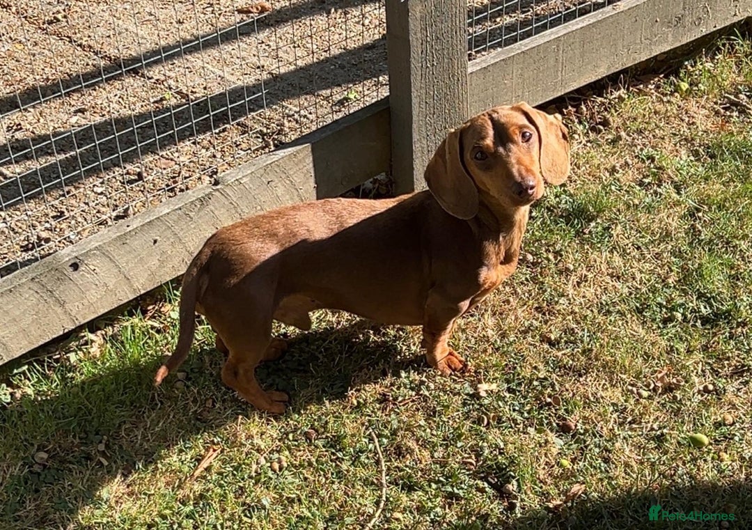 Miniature Dachshund dogs for stud: Teddy - Choc & Tan Proven Stud - Image 4