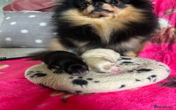 Pomeranian dogs for sale: Beautiful teddy bear Pomeranians - Advert 1