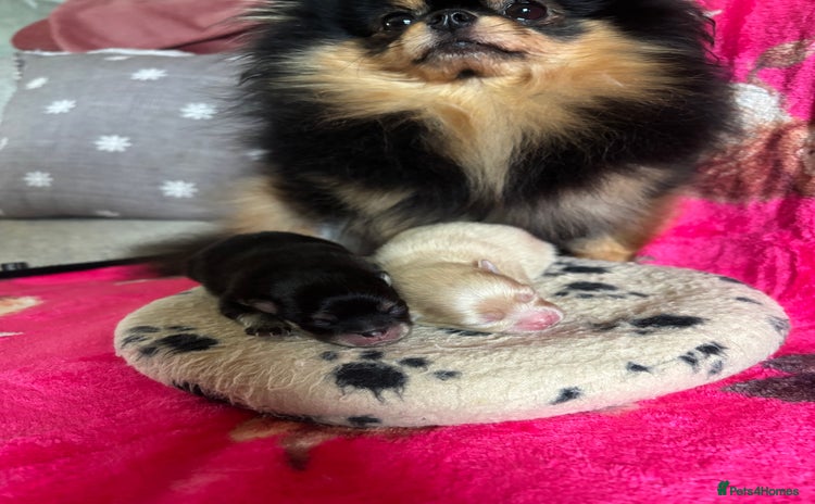 Pomeranian dogs Beautiful teddy bear Pomeranians - Advert 16