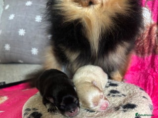 Pomeranian dogs Beautiful teddy bear Pomeranians - Advert 1