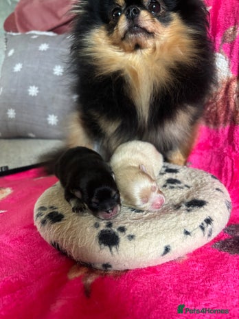 Pomeranian dogs Beautiful teddy bear Pomeranians - Advert 1