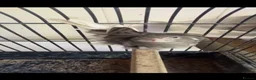 Canaries birds for sale: Canary Pair + Male Goldfinch Available - Advert 4