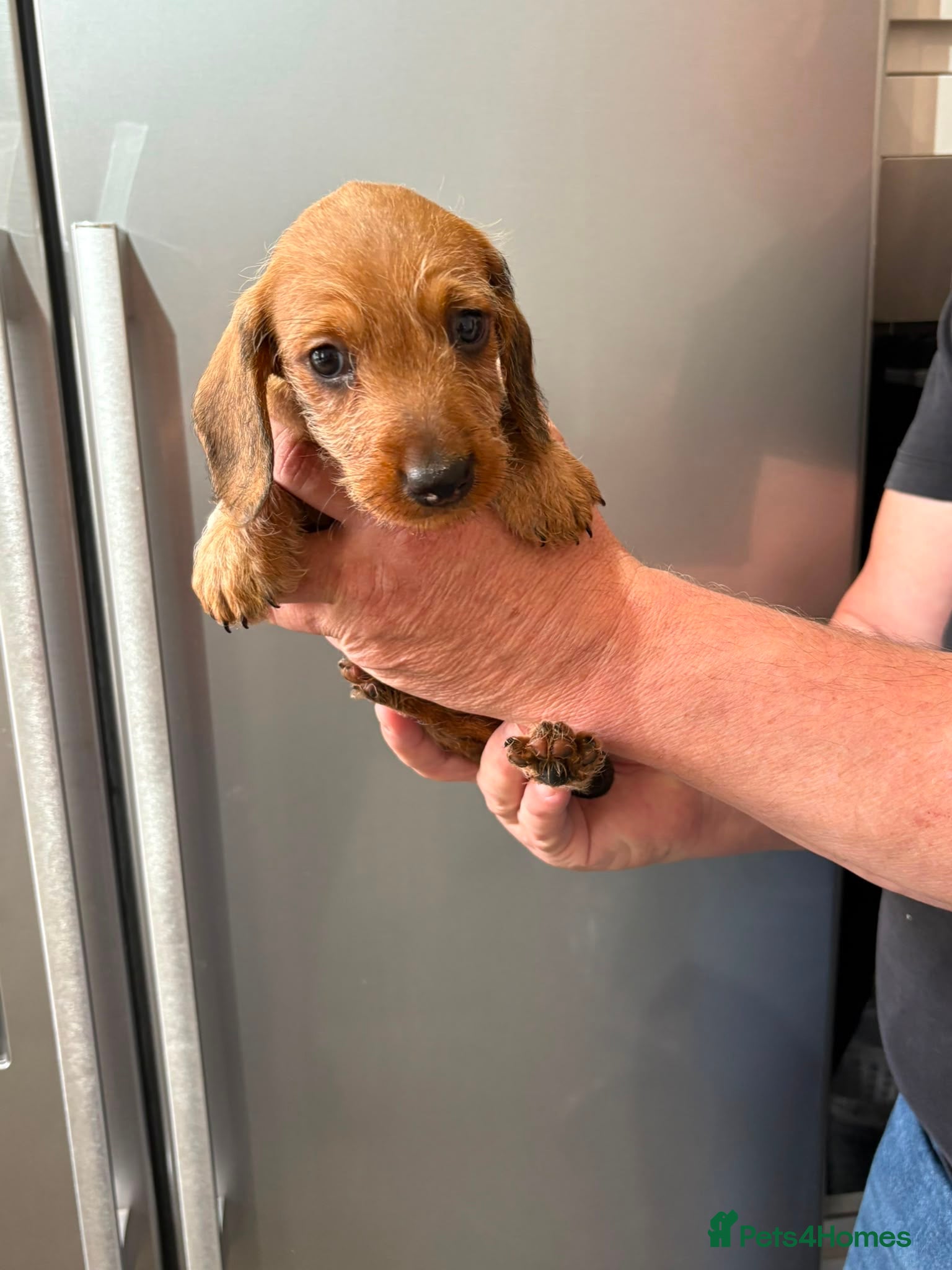 Dachshund dogs 2 Miniature Dachshund puppies, ready to leave! - Advert 14