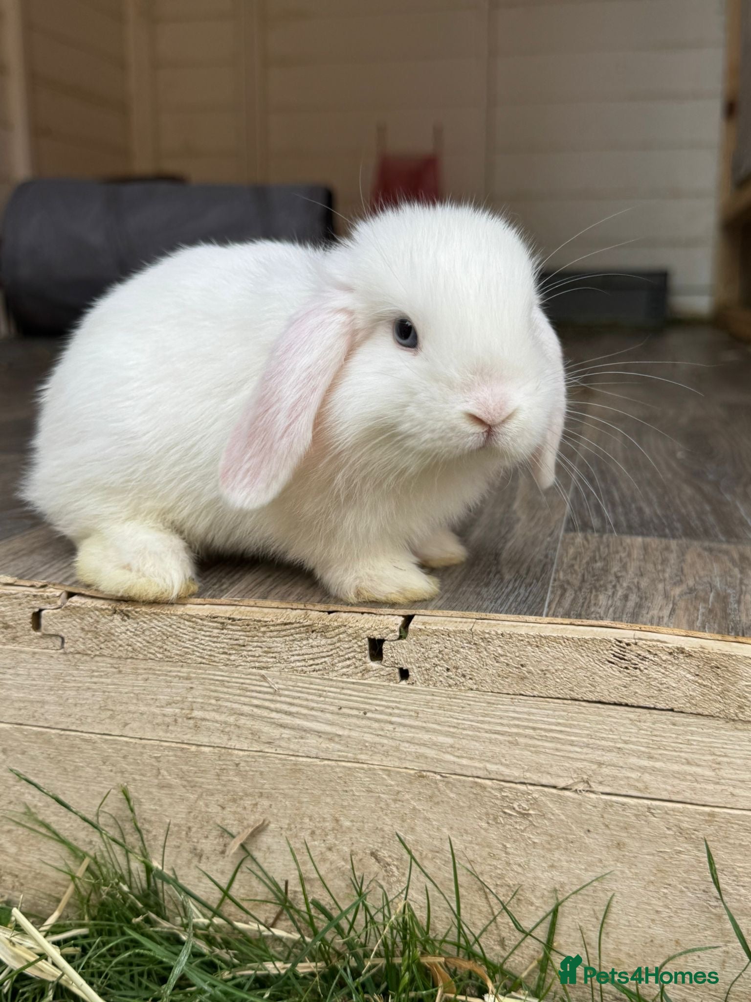 Mini Lop rabbits Beautiful babies born 29/05 - Advert 2