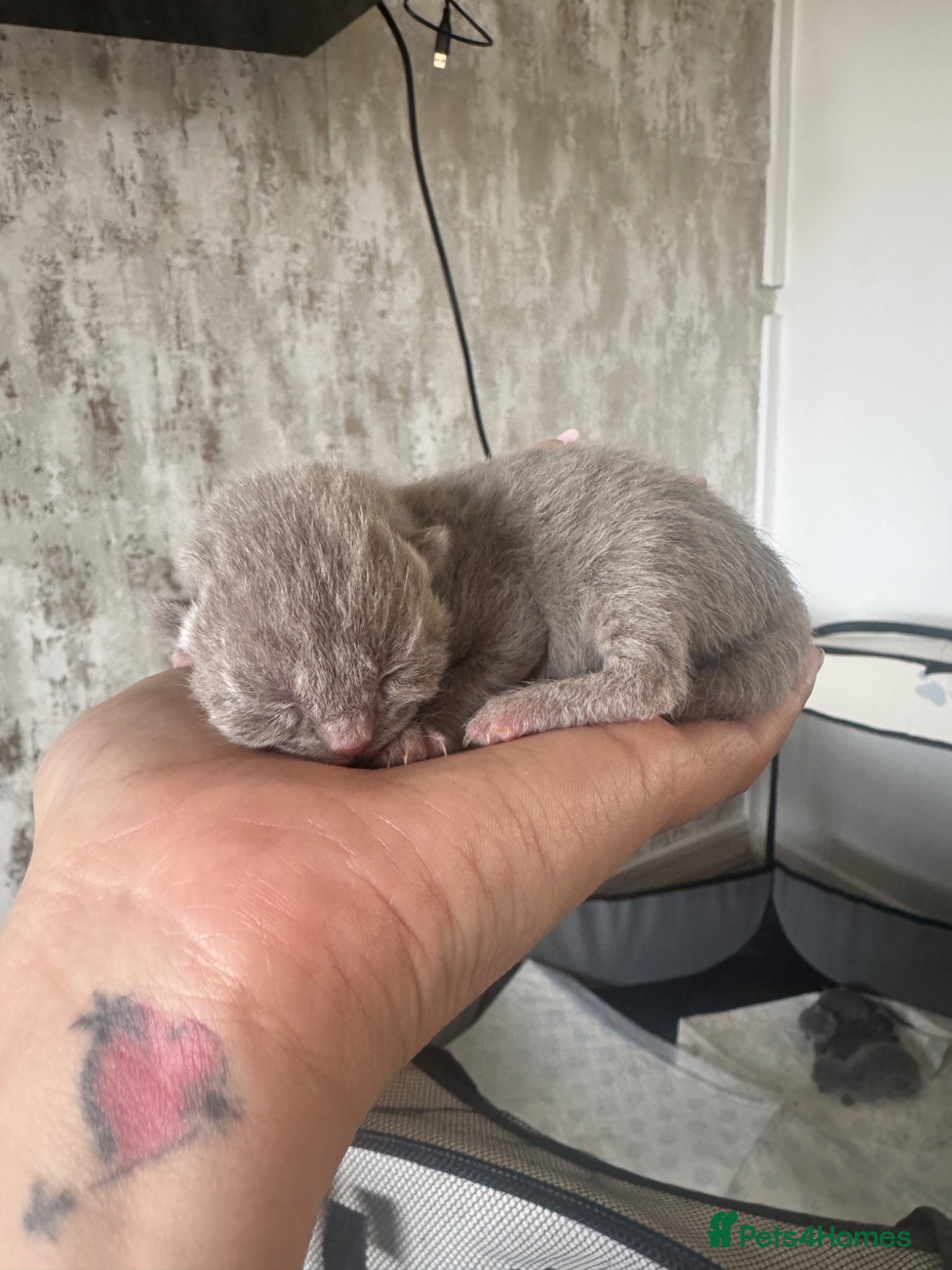 British Shorthair cats for sale: Beautiful British shorthair kittens  - Advert 38