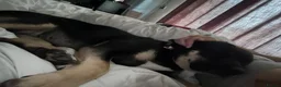 Mixed Breed dogs for sale: shadow for rehoming - Advert 27