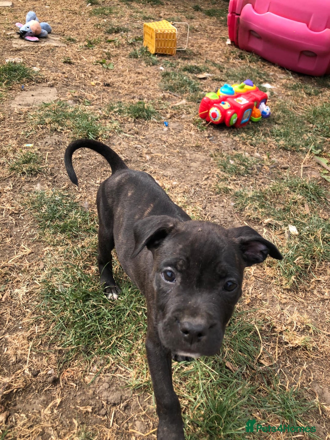 Mixed Breed dogs for sale: 3 BOYS LEFT - American Staffordshire bull terriers - Image 23