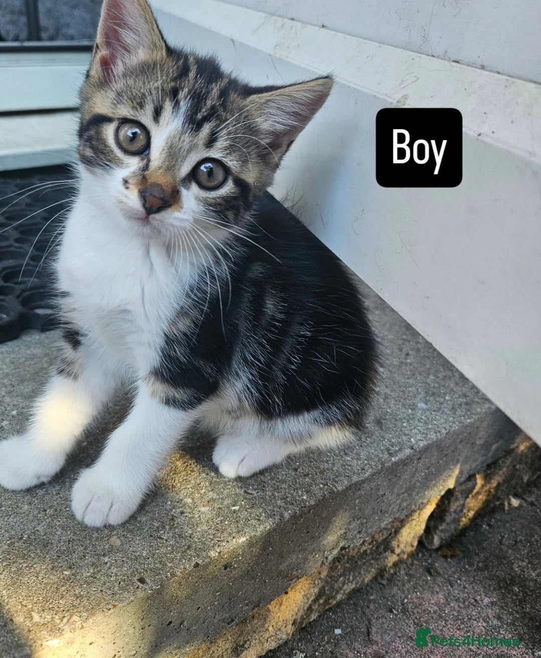 Oriental cats for sale: Kittens  - Image 1