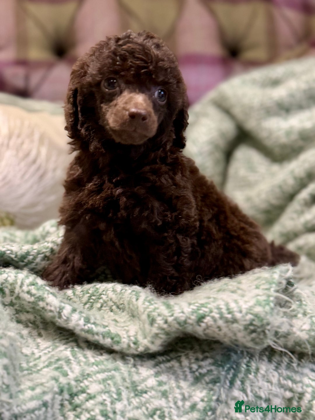 Miniature Poodle dogs for sale: Beautiful Miniature Poodle pups  - Advert 4