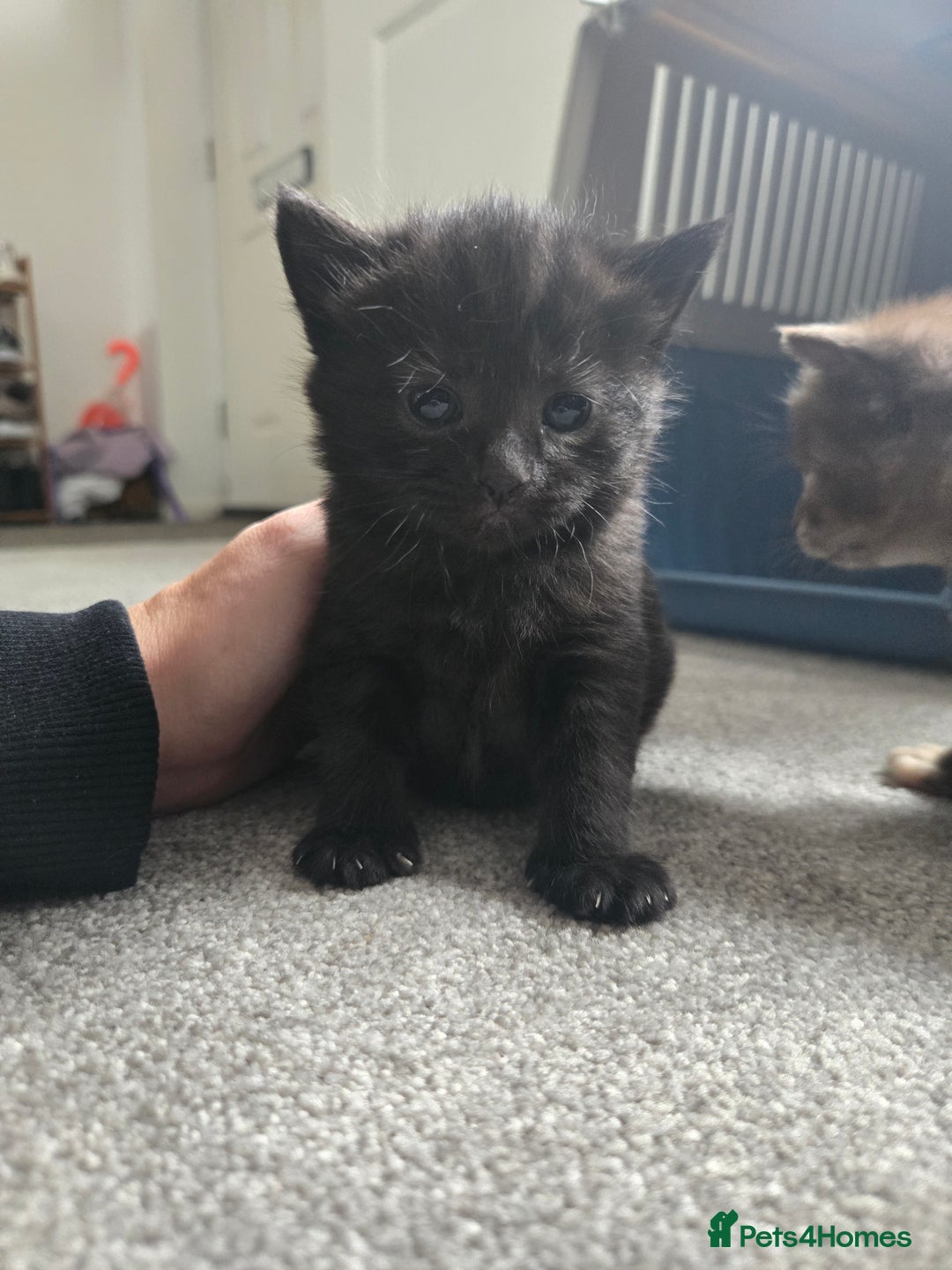 Norwegian Forest Cat cats for sale: Nfc/bsh beautiful mix  - Image 6