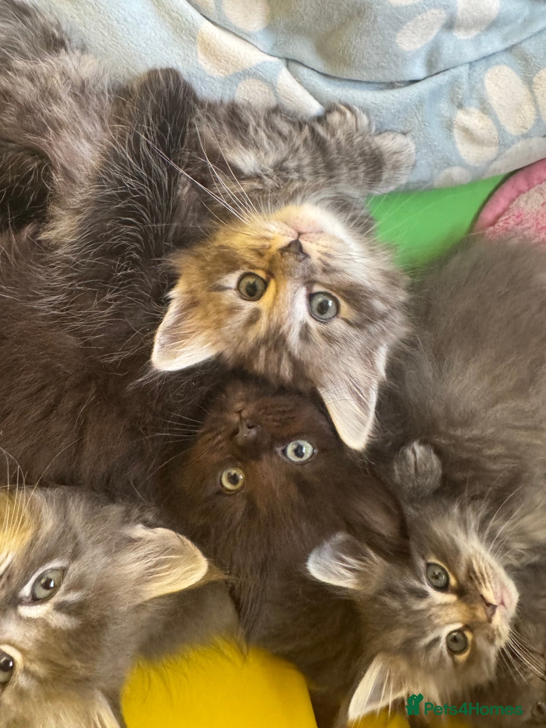 Ragcoon cats for sale: 6 beautiful boy Mainecoon x ragdoll kittens  - Advert 10
