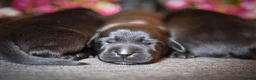 Labrador Retriever dogs for sale: Beautiful Soft Natured Black Labradors KC Reg - Advert 6