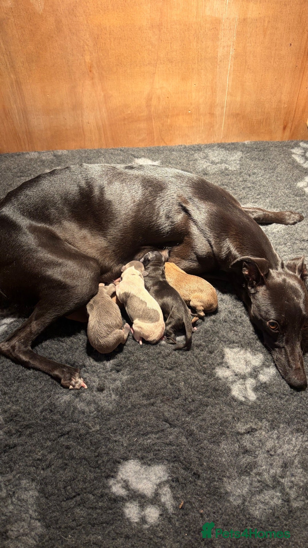 Whippet dogs Beautiful KC Whippet puppies  - Advert 1