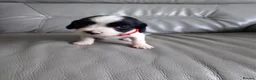 English Springer Spaniel dogs for sale: 7 x English Springer Spaniel puppies for sale - Advert 16
