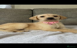 Labrador Retriever dogs for sale: Labador puppies  - Image 6