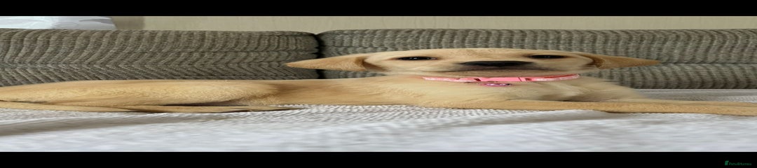 Labrador Retriever Puppy 5