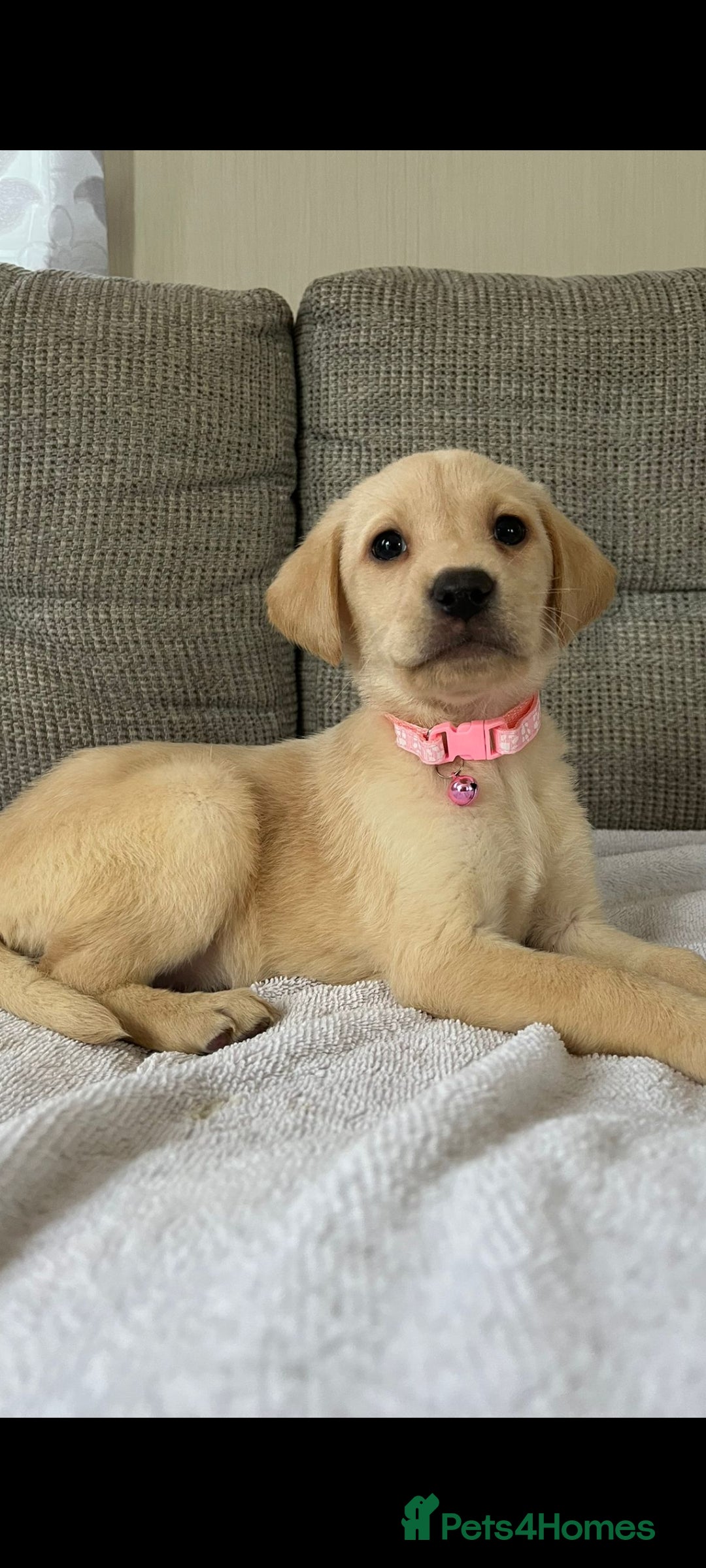 Labrador Retriever dogs for sale: Labador puppies  - Image 6