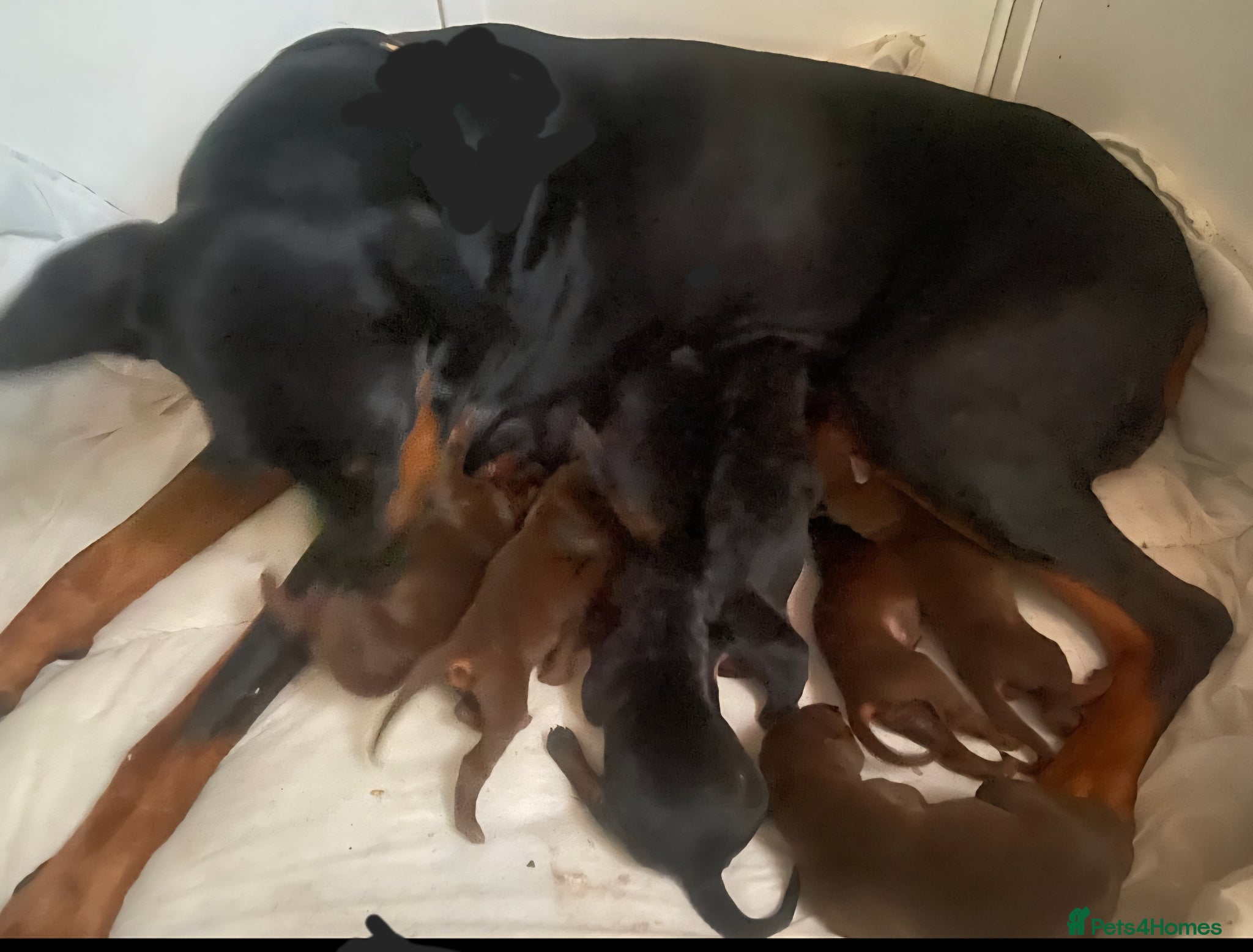 Dobermann dogs Doberman puppies European parents  - Advert 1