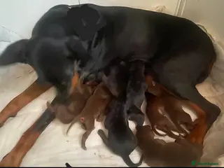 Dobermann dogs Doberman puppies European parents - Advert 2