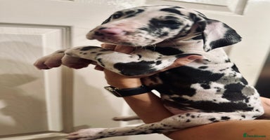 Great Dane dogs GREAT DANE PUPS KC REGISTERED  - Advert 12