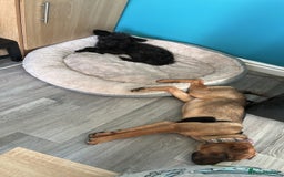 Mixed Breed dogs for sale: Rehoming male and female - Image 9