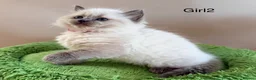 Ragdoll cats for sale: Stunning Champion bloodline TICA Ragdoll kittens - Advert 24