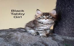 Maine Coon cats for sale: Pure Bred Maine Coon Kittens - Image 5