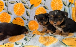 Mixed Breed dogs for sale: 3 beautiful yorkie Russell for sale  - Image 5
