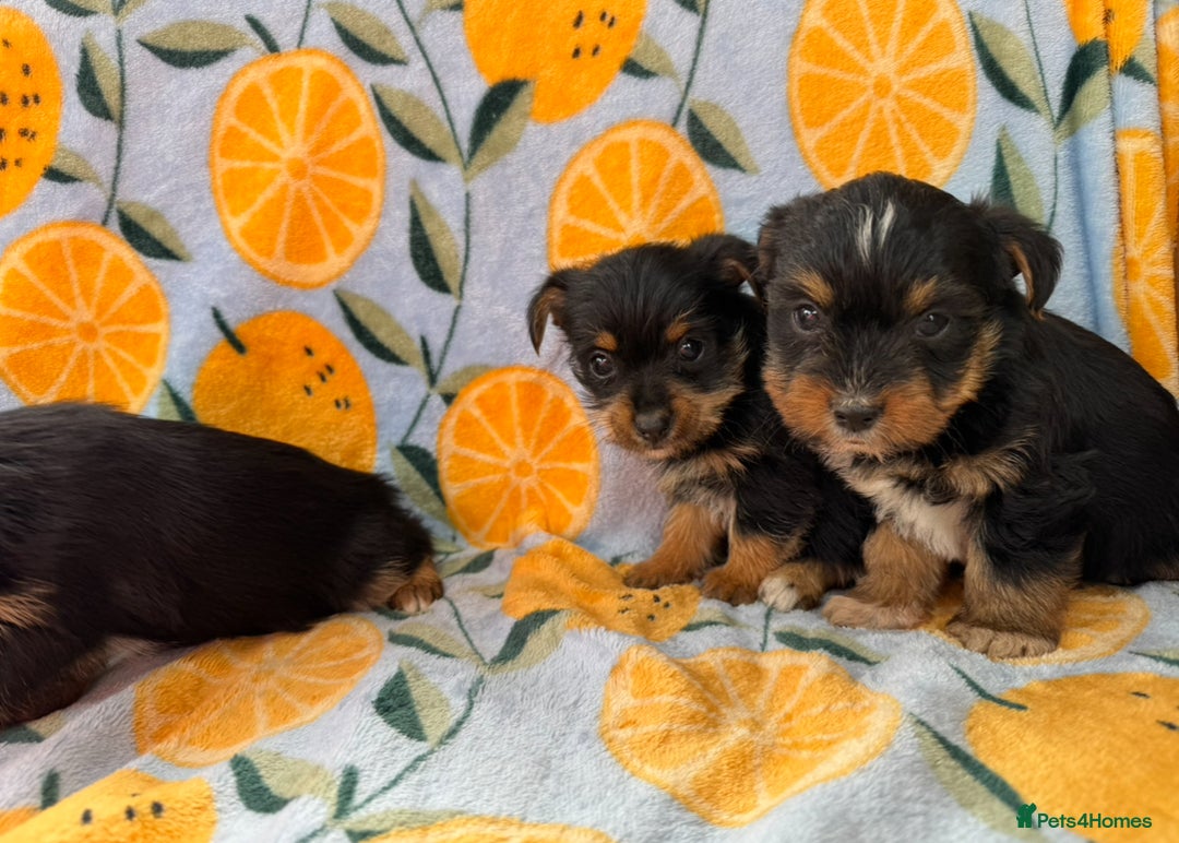 Mixed Breed dogs for sale: 3 beautiful yorkie Russell for sale  - Image 5
