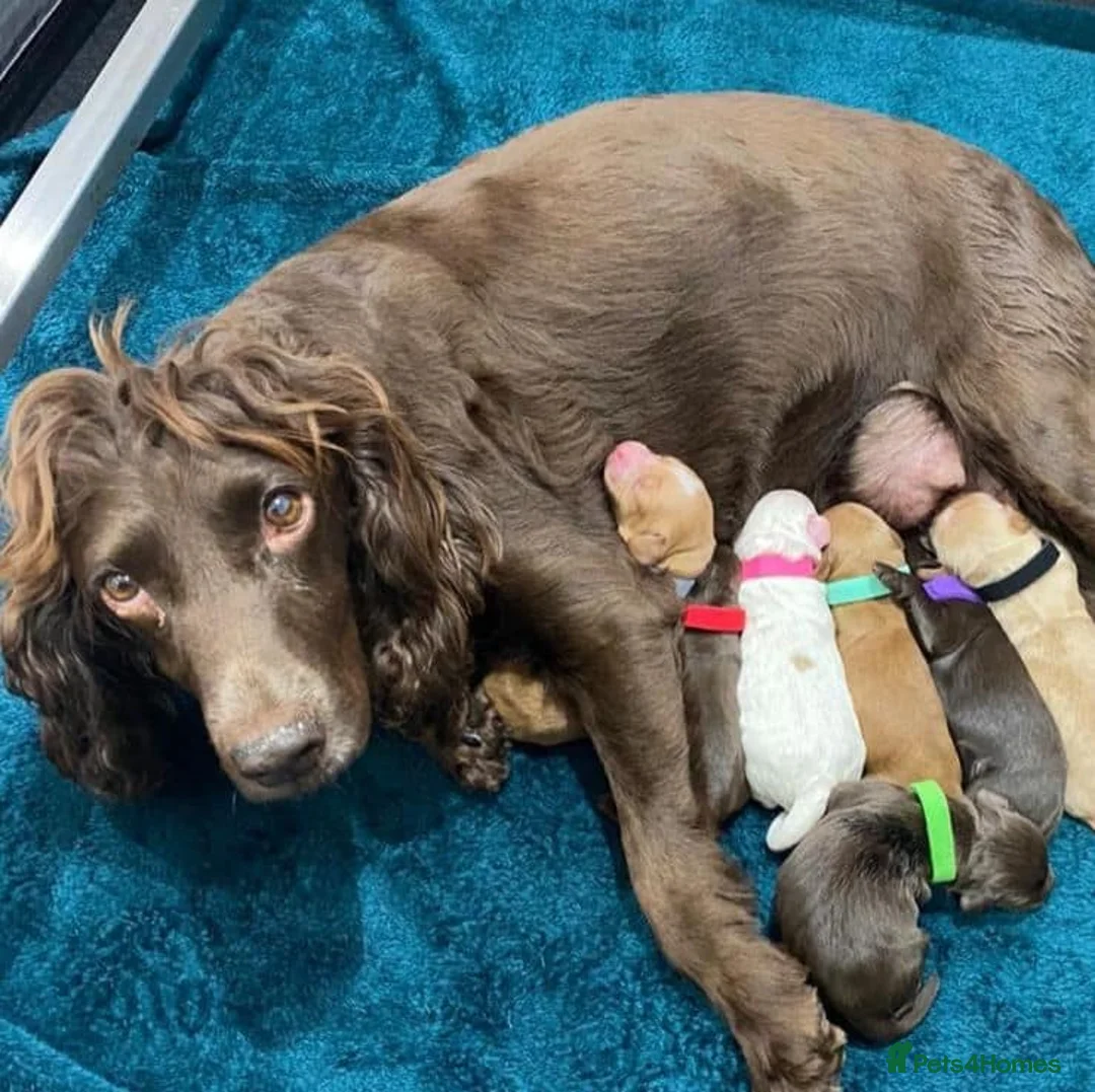 Toy Poodle dogs for stud: Teddy - Choc Phantom Covered in Cream Carrys Parti in Eastleigh - Advert 7