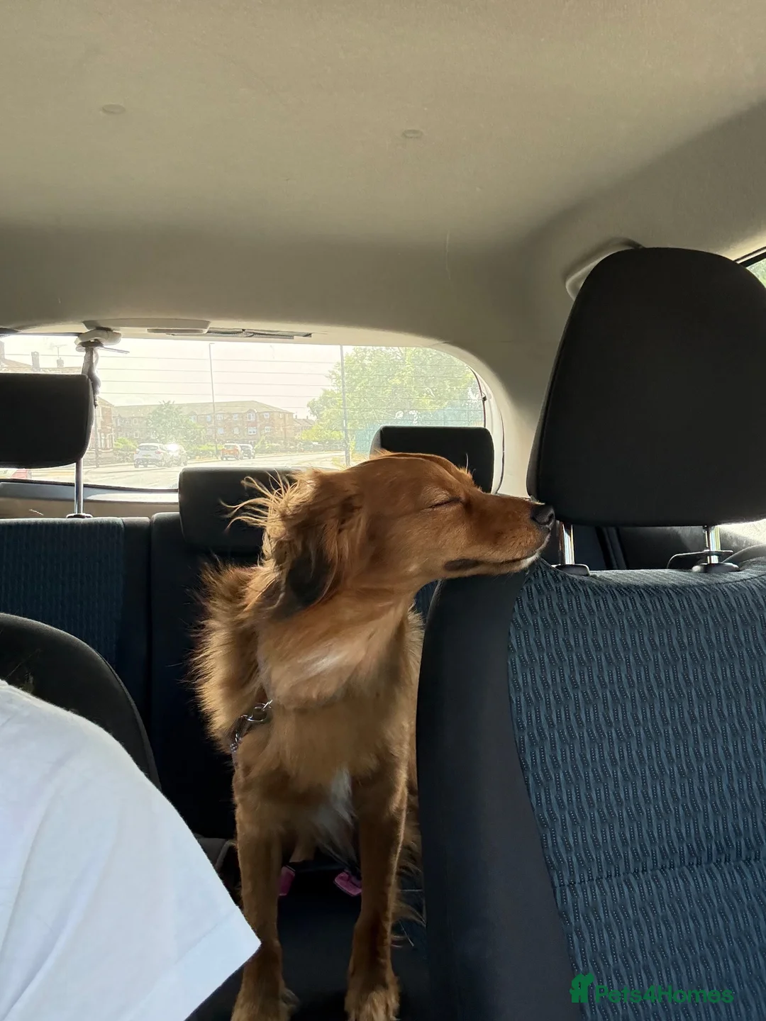 Kokoni dogs for sale: STUD  in Sunderland - Advert 2