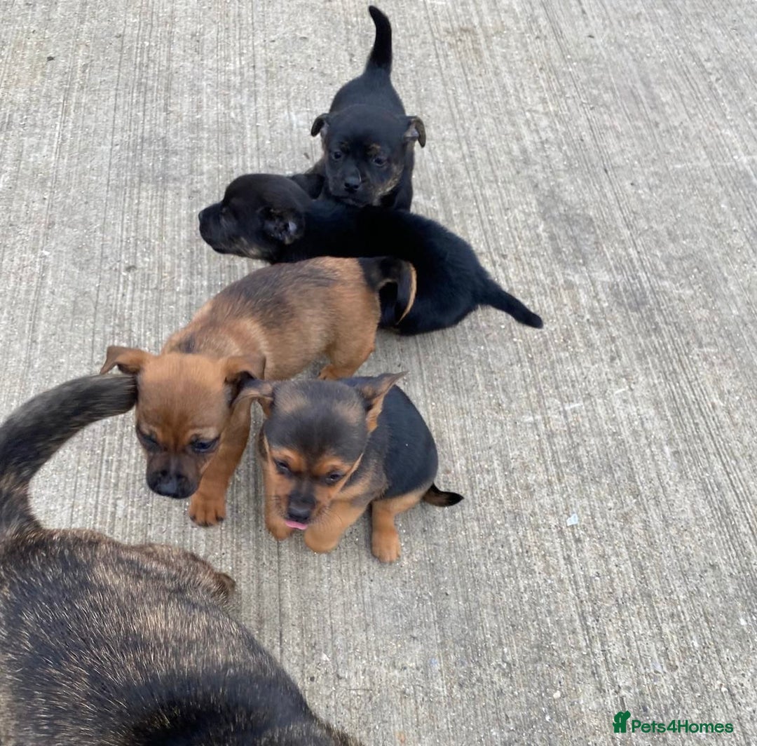 Jug dogs for sale: Jug puppies - Image 10