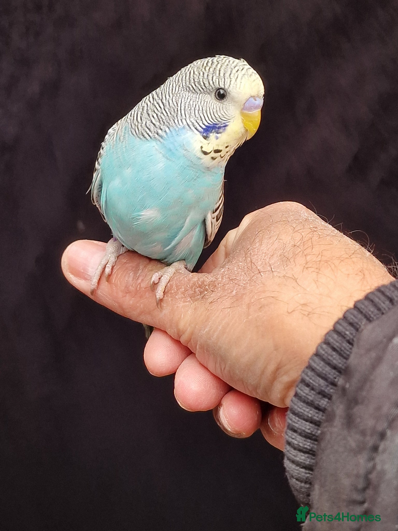 Budgerigars birds Super Silly hand tamed budgies  - Advert 19