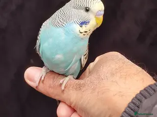 Budgerigars birds Super Silly hand tamed budgies - Advert 19