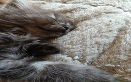 Mixed Breed cats for sale: British long hair cross Ragdoll  - Image 16