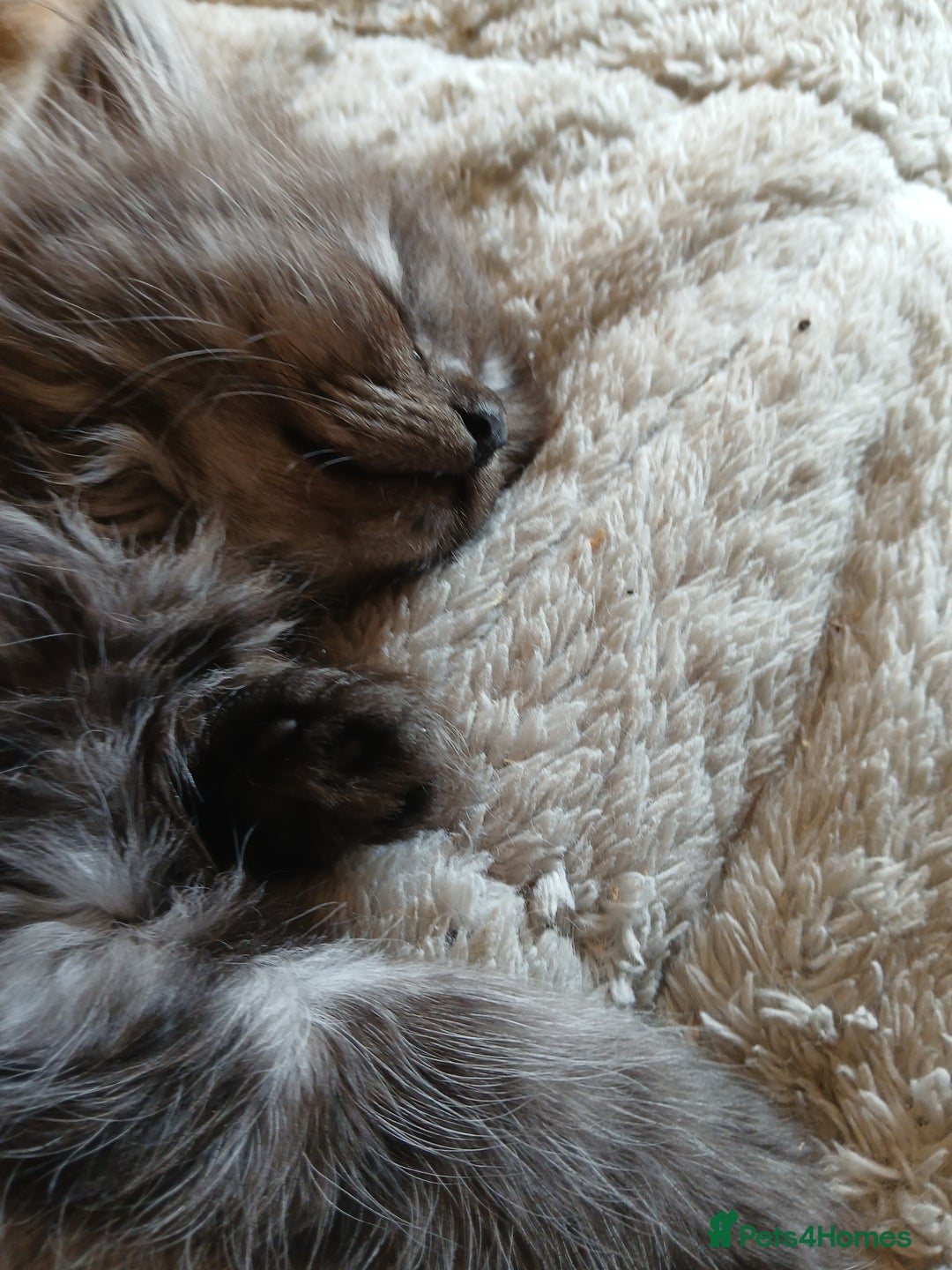 Mixed Breed cats for sale: British long hair cross Ragdoll  - Image 16