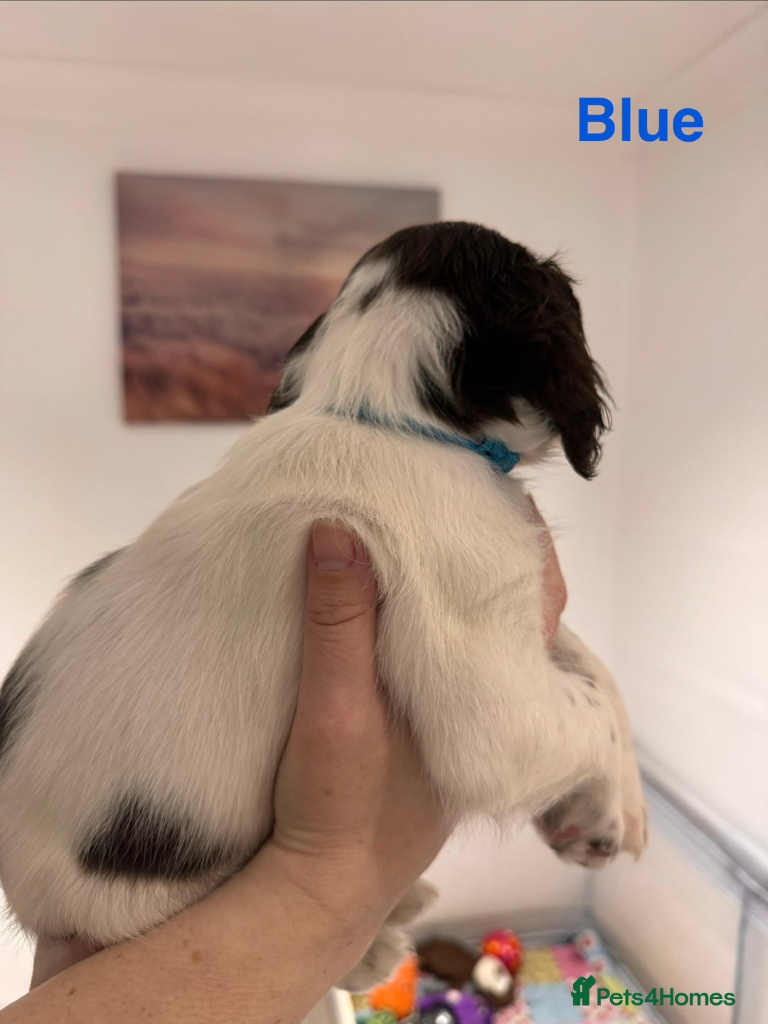 English Springer Spaniel dogs for sale: English Springer Spaniel Pups.  - Advert 6