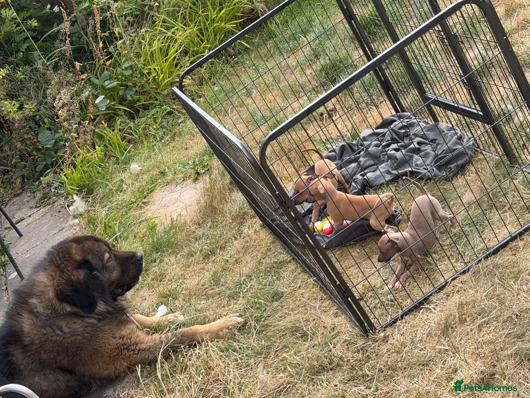 Italian Greyhound dogs for sale: Reduced! 2 Italian grey hounds boys available  - Advert 2